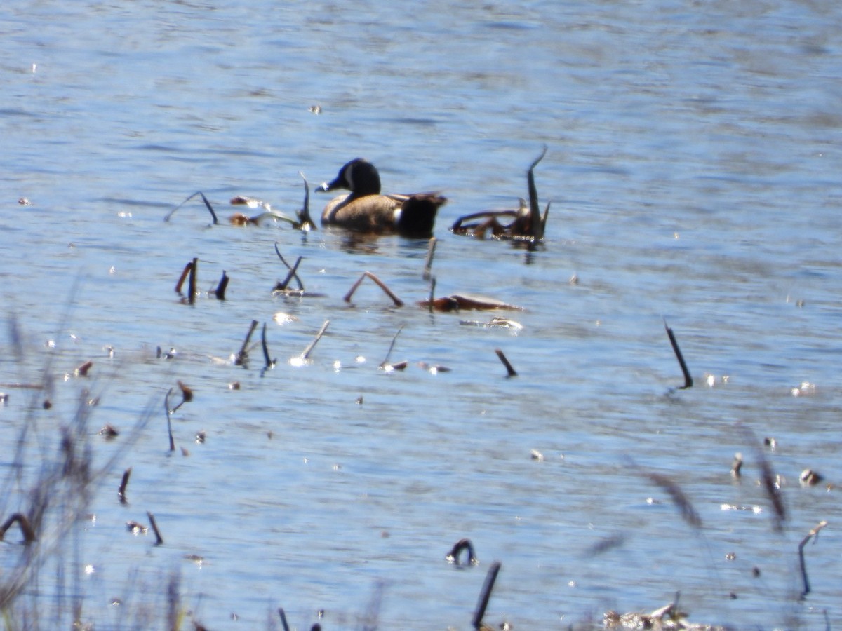 Blue-winged Teal - Spence Brennick