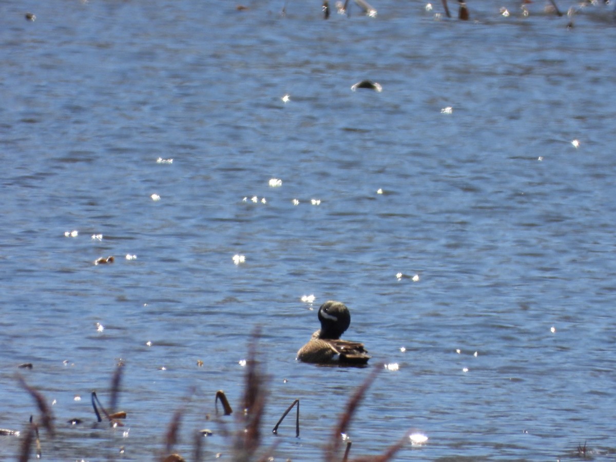 Blue-winged Teal - Spence Brennick