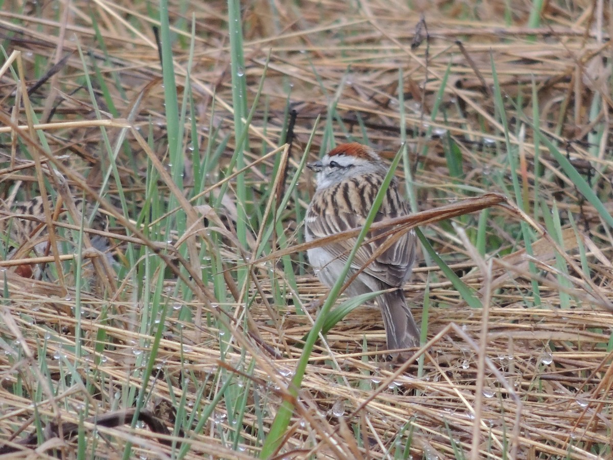 Chipping Sparrow - ML618031564