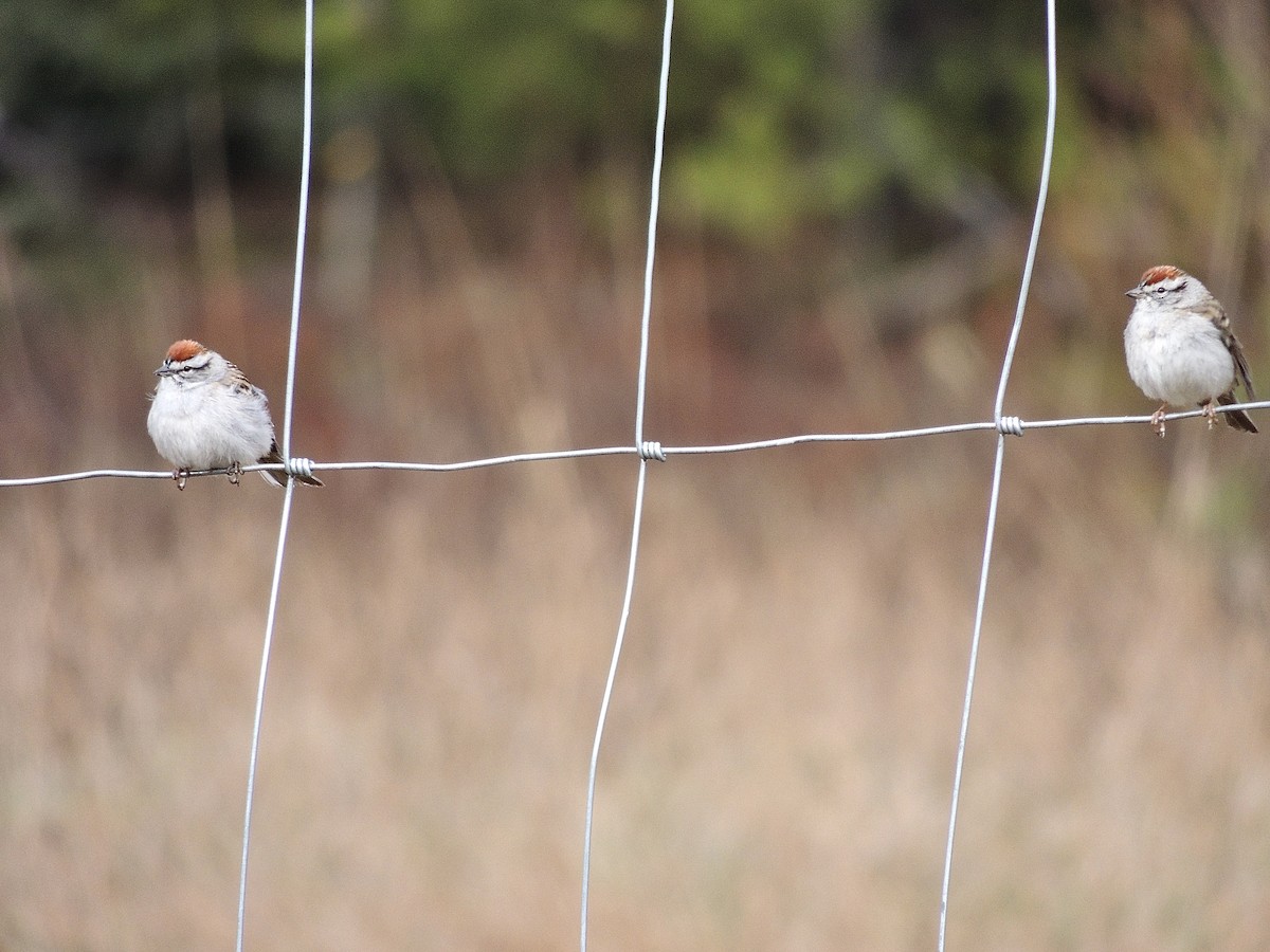 Chipping Sparrow - ML618031565