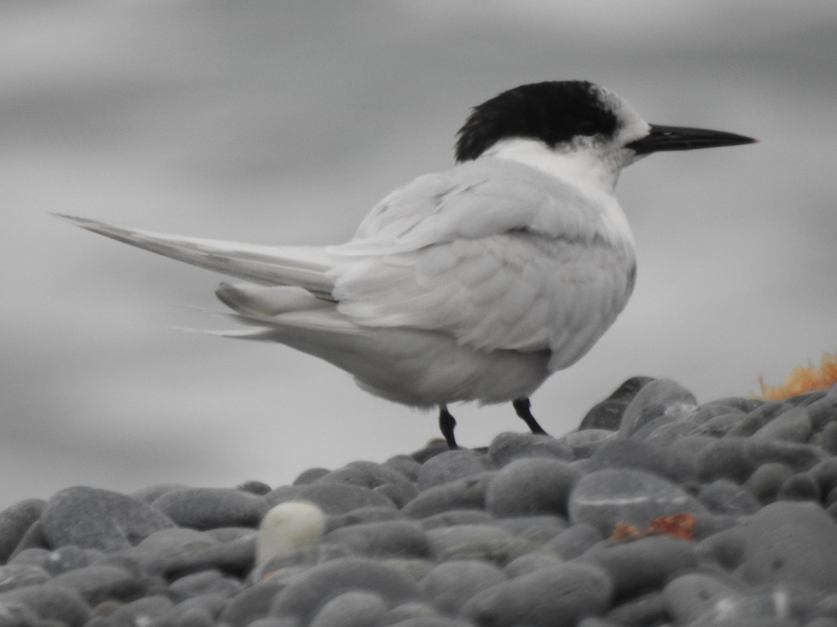 White-fronted Tern - ML618031570