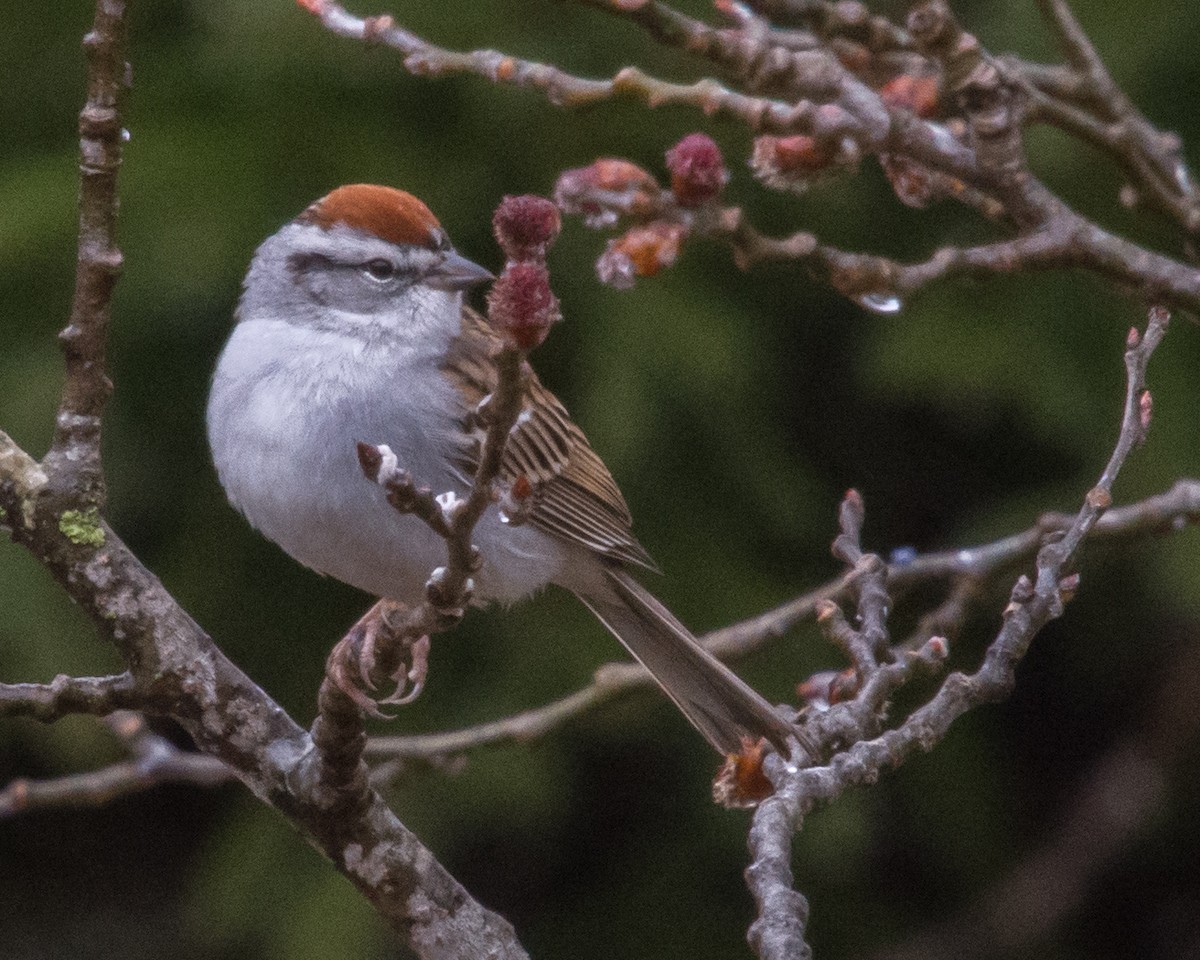 Chipping Sparrow - ML618031573
