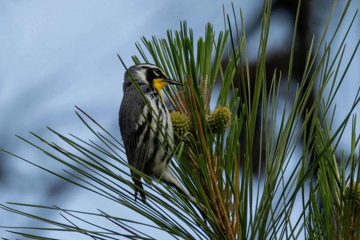 Yellow-throated Warbler - Tommy Mullen