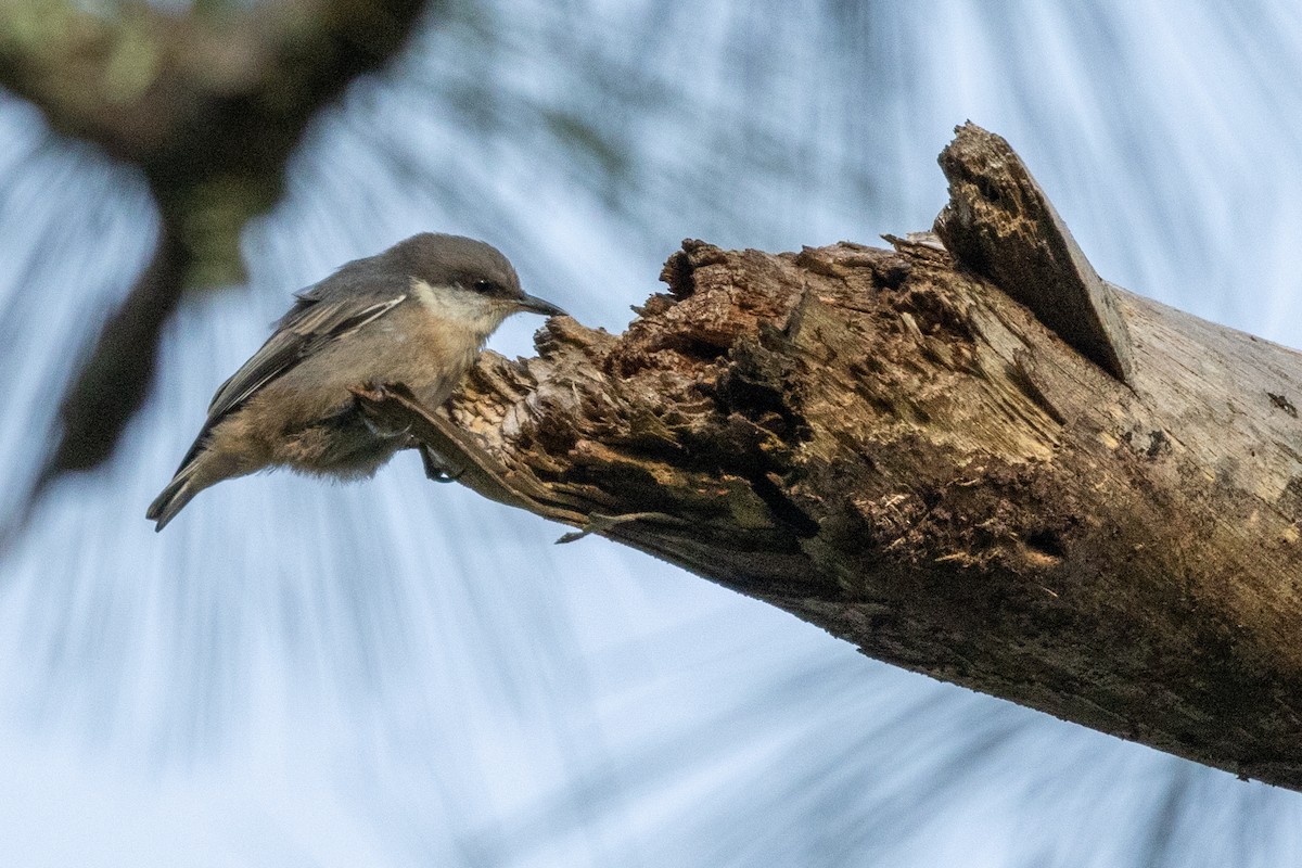 Brown-headed Nuthatch - ML618031602