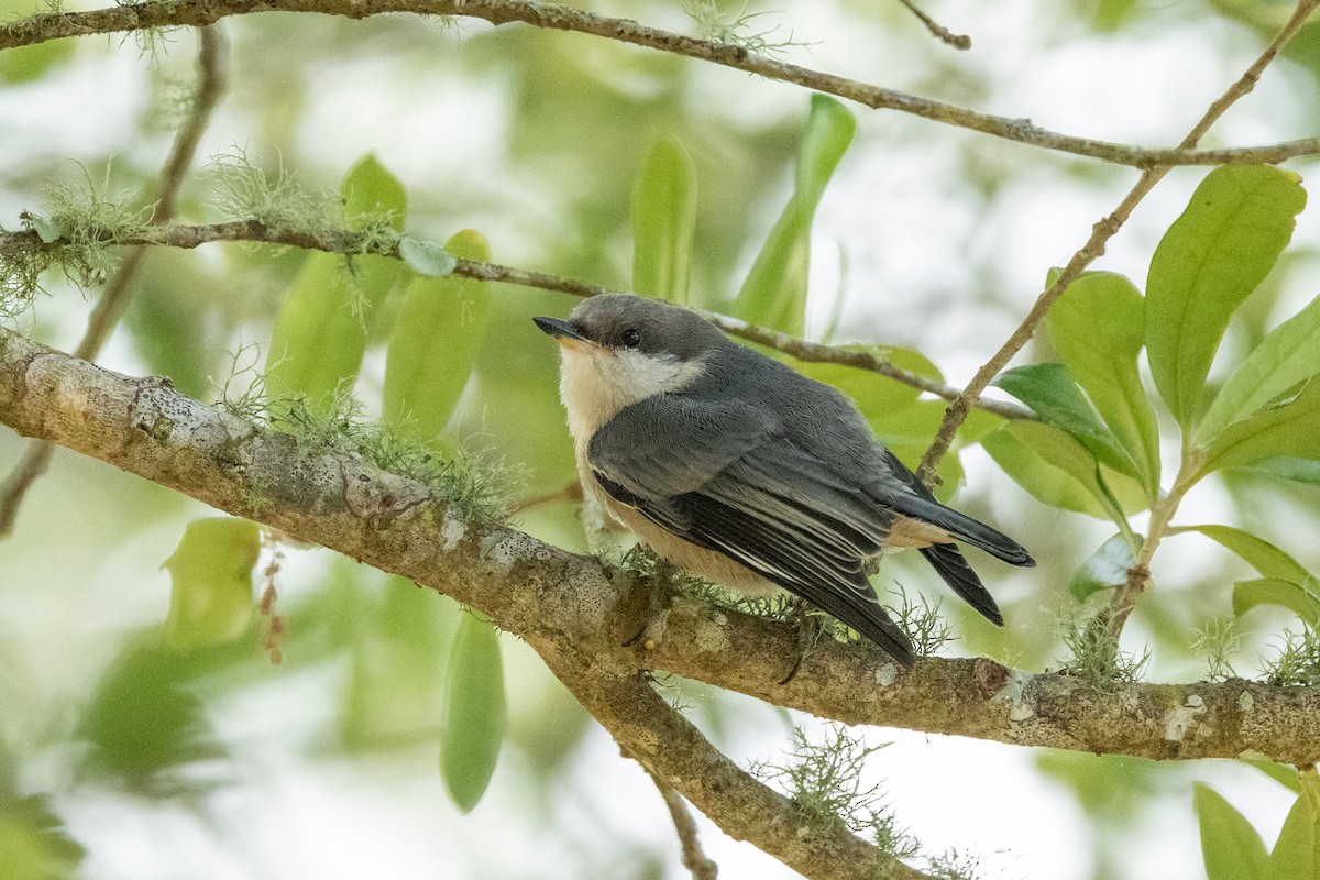 Brown-headed Nuthatch - ML618031604