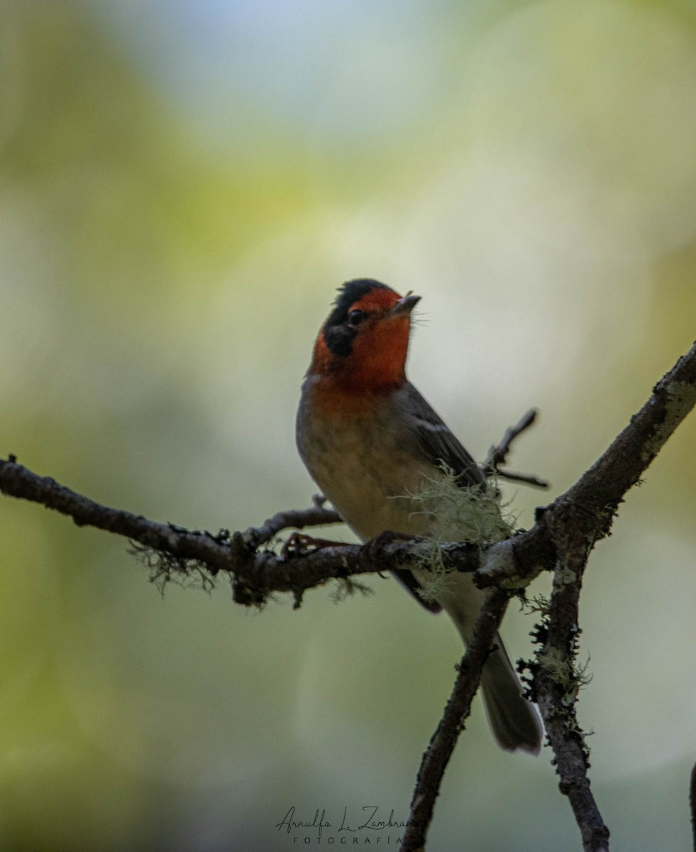 Red-faced Warbler - Arnulfo López