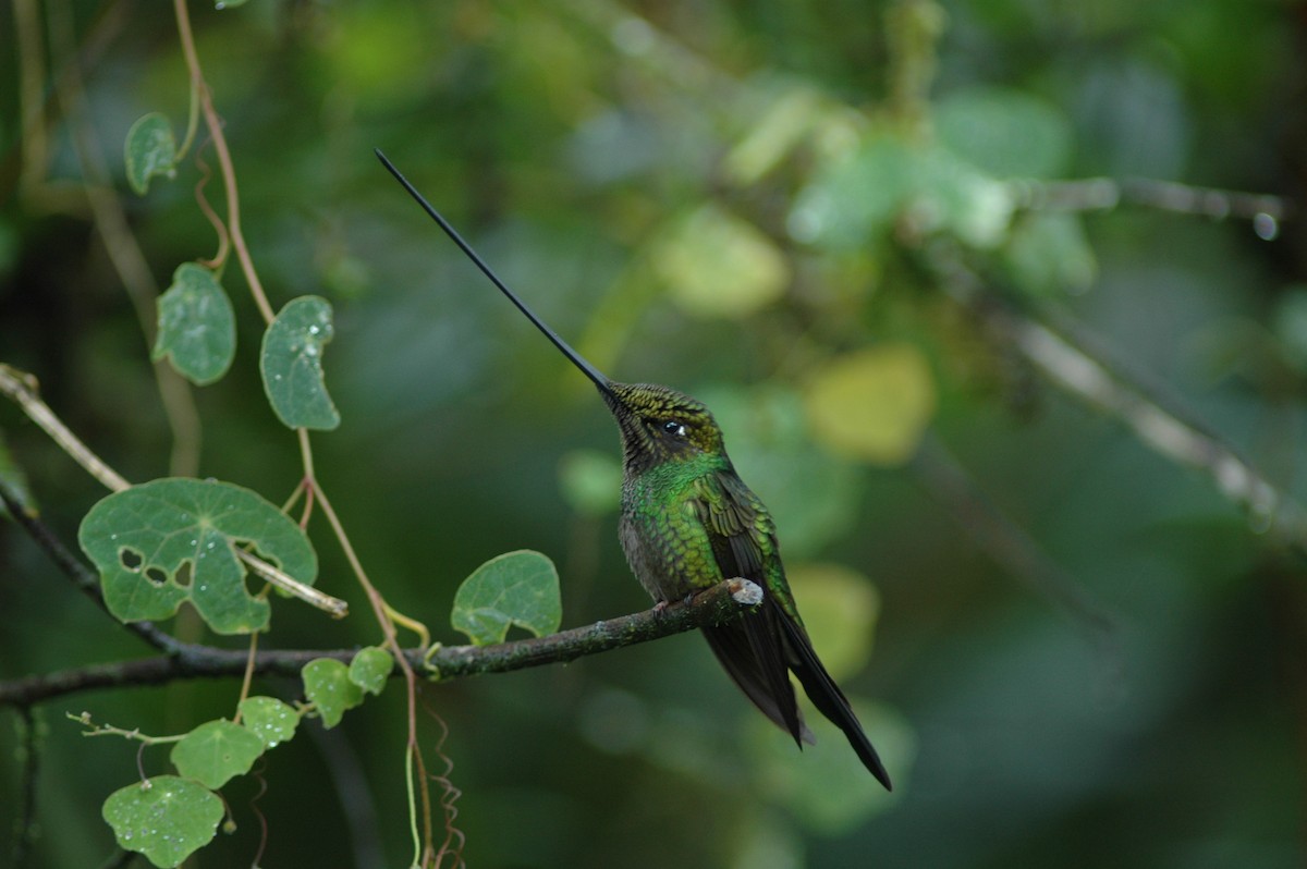 Sword-billed Hummingbird - Francisco Sornoza