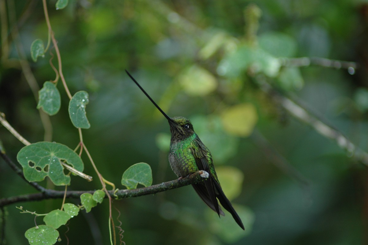 Sword-billed Hummingbird - ML618031634