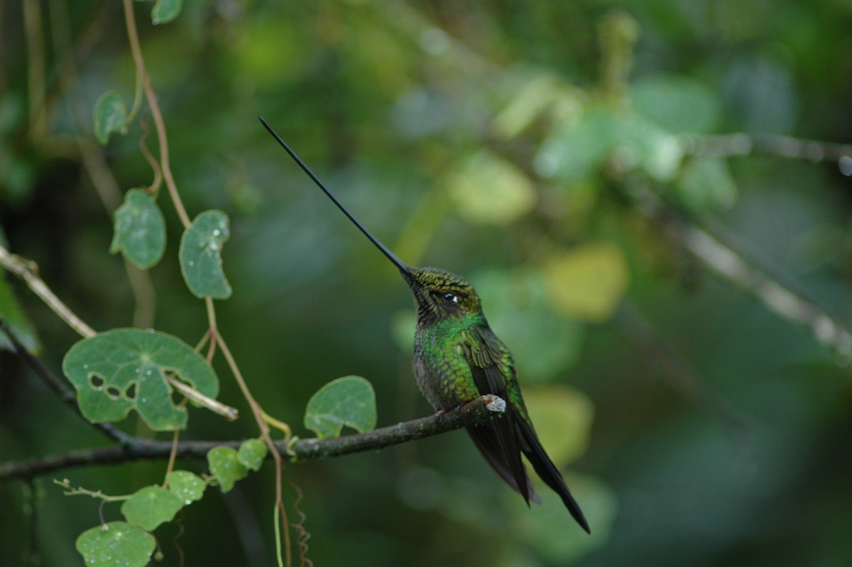 Sword-billed Hummingbird - ML618031635