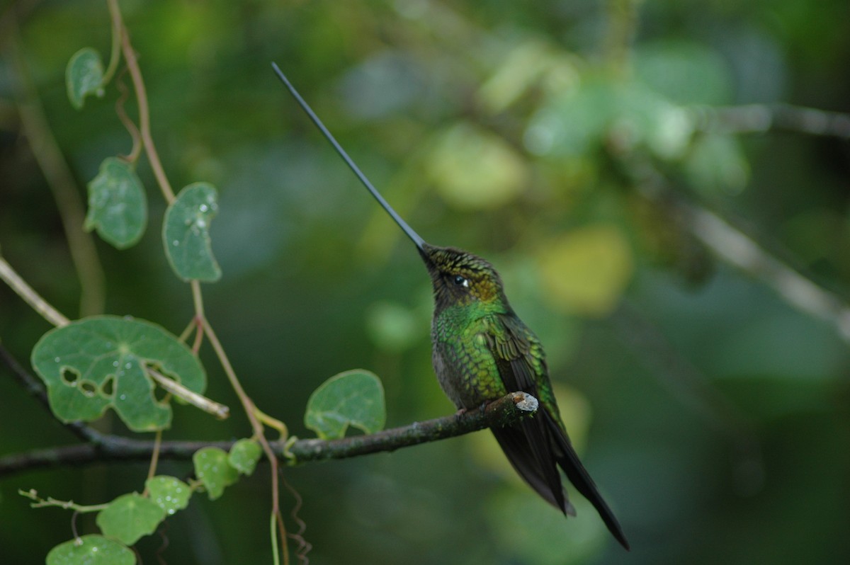 Sword-billed Hummingbird - ML618031636