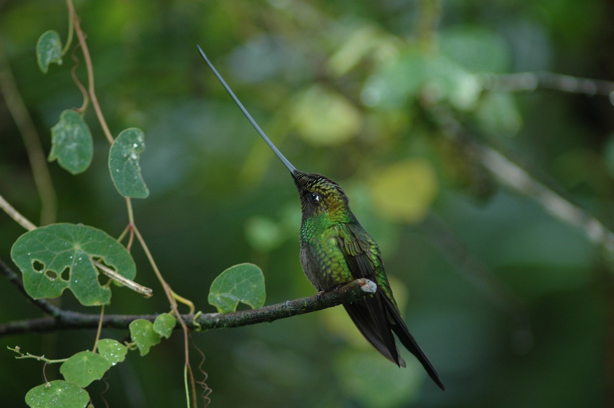 Sword-billed Hummingbird - ML618031638