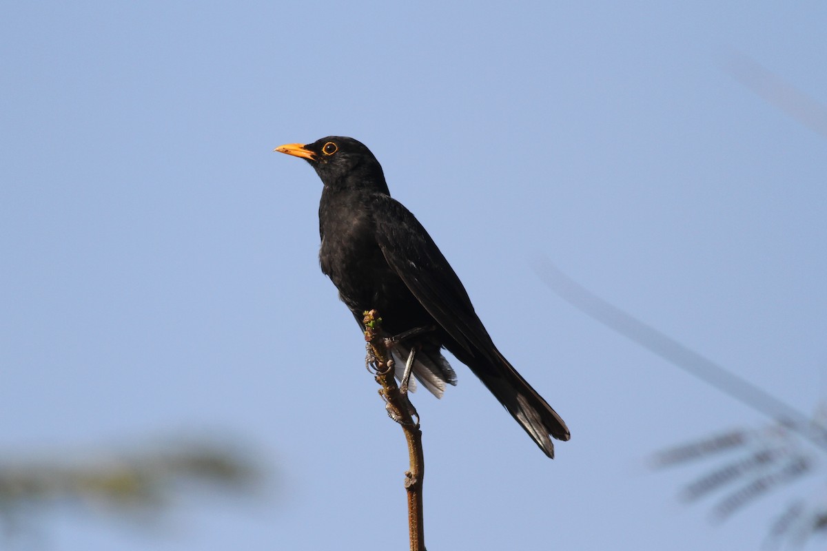 Eurasian Blackbird - Xabier Remirez