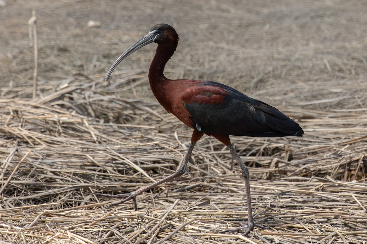 ibis hnědý - ML618031650