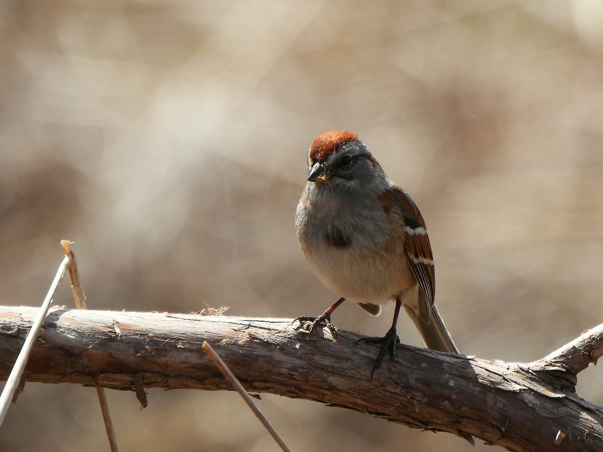 American Tree Sparrow - Nathalie Ouellet