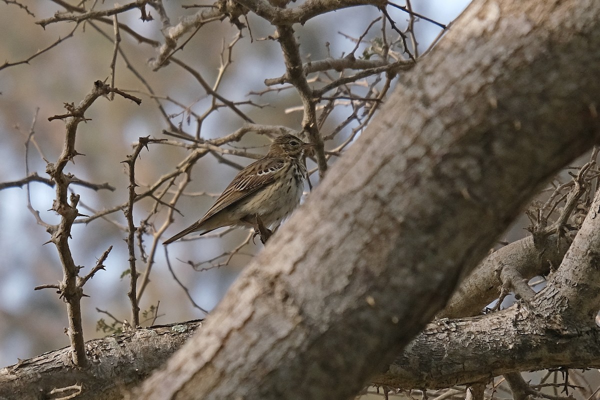 Tree Pipit - Olivier Flament