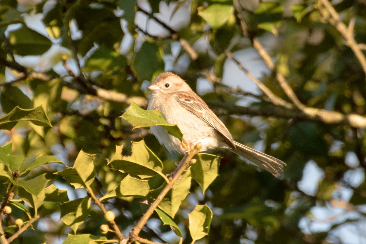 Field Sparrow - ML618031693