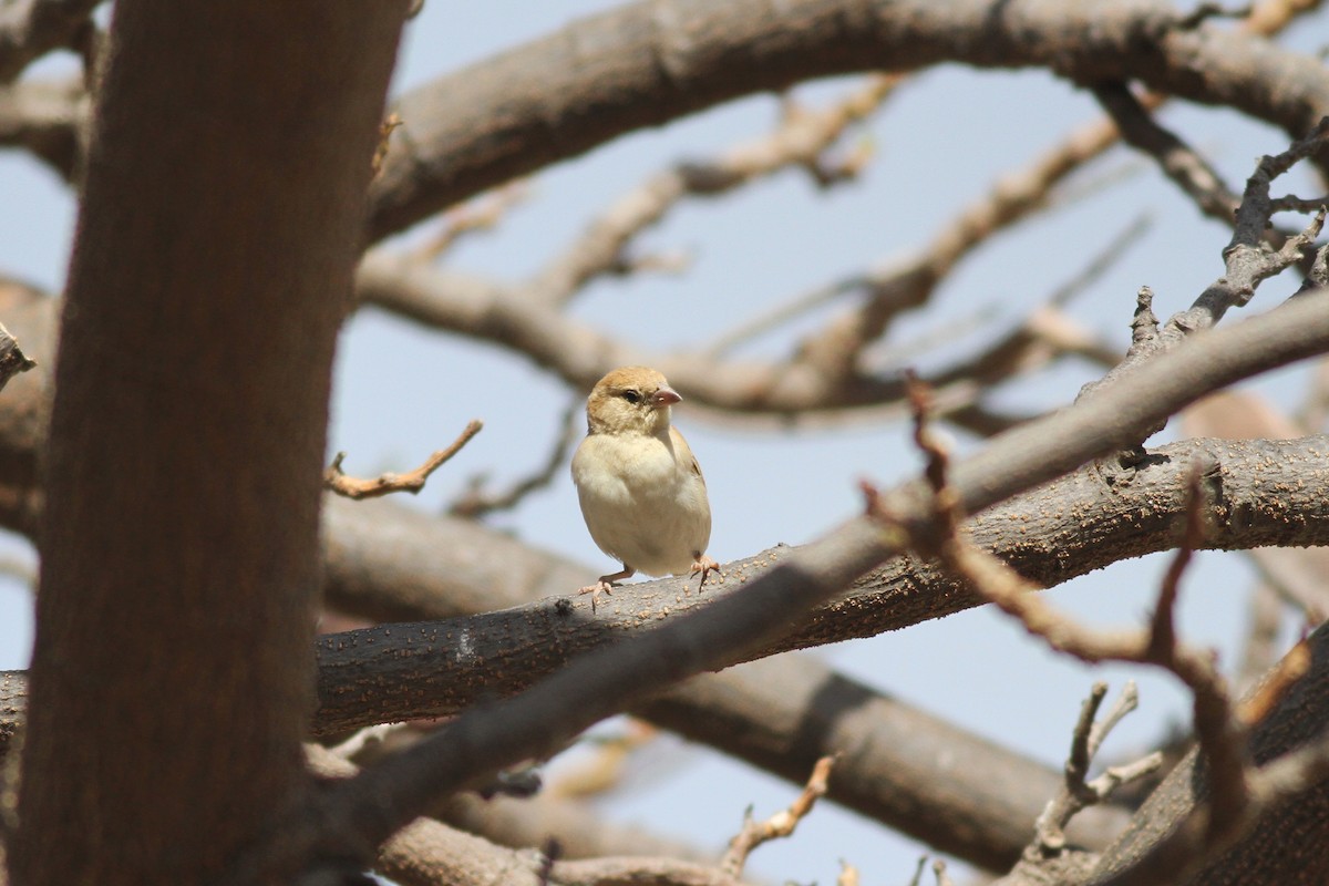Sudan Golden Sparrow - ML618031713
