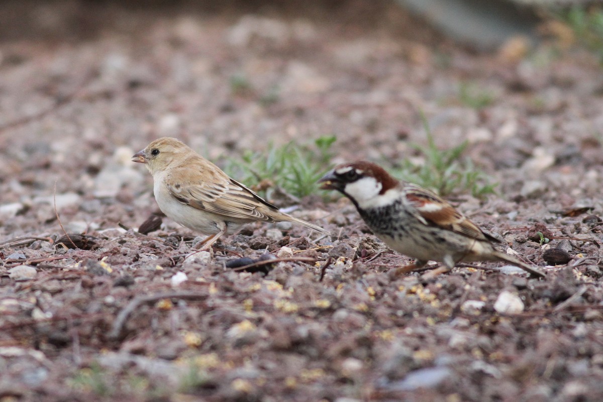 Sudan Golden Sparrow - Xabier Remirez