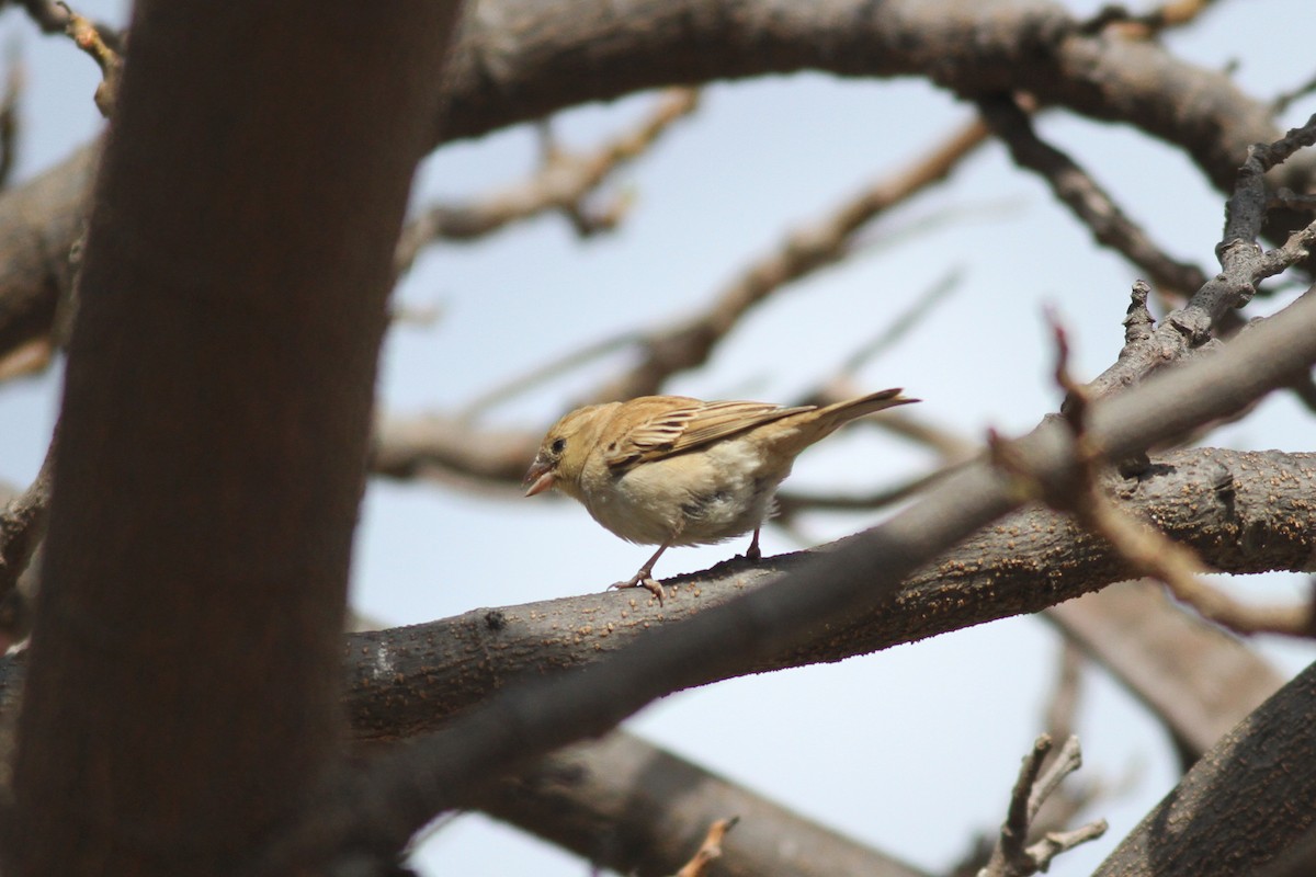 Sudan Golden Sparrow - ML618031716