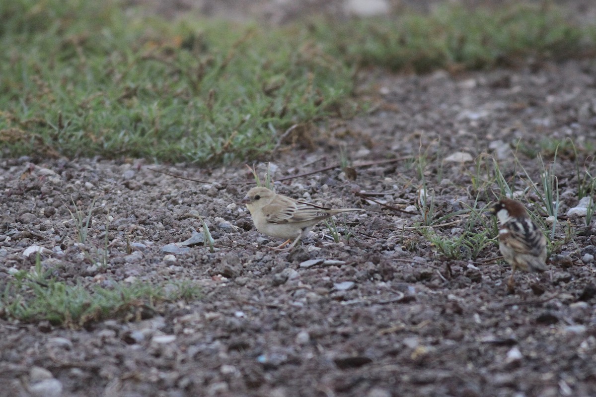 Sudan Golden Sparrow - ML618031718
