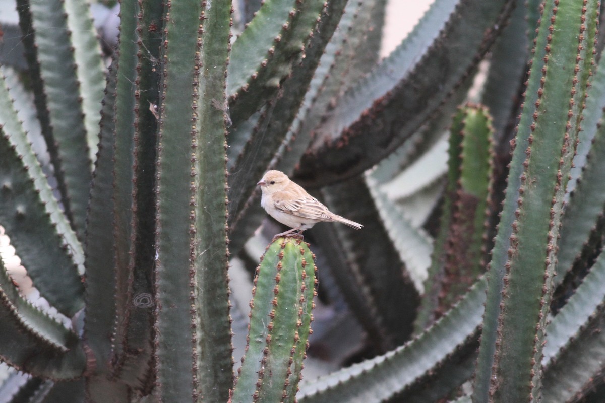 Sudan Golden Sparrow - Xabier Remirez