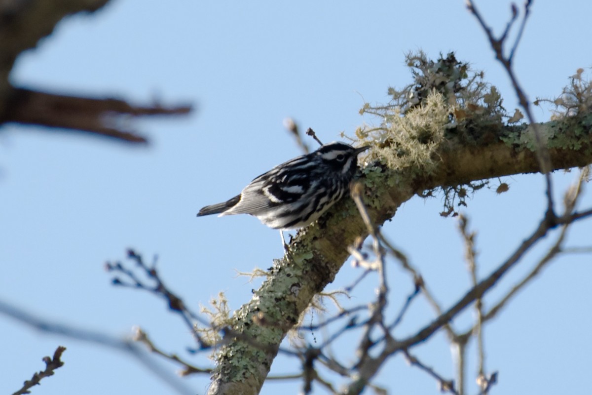 Black-and-white Warbler - ML618031725