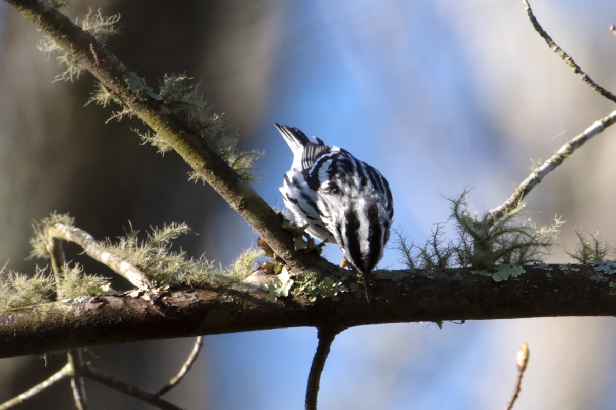 Black-and-white Warbler - ML618031726