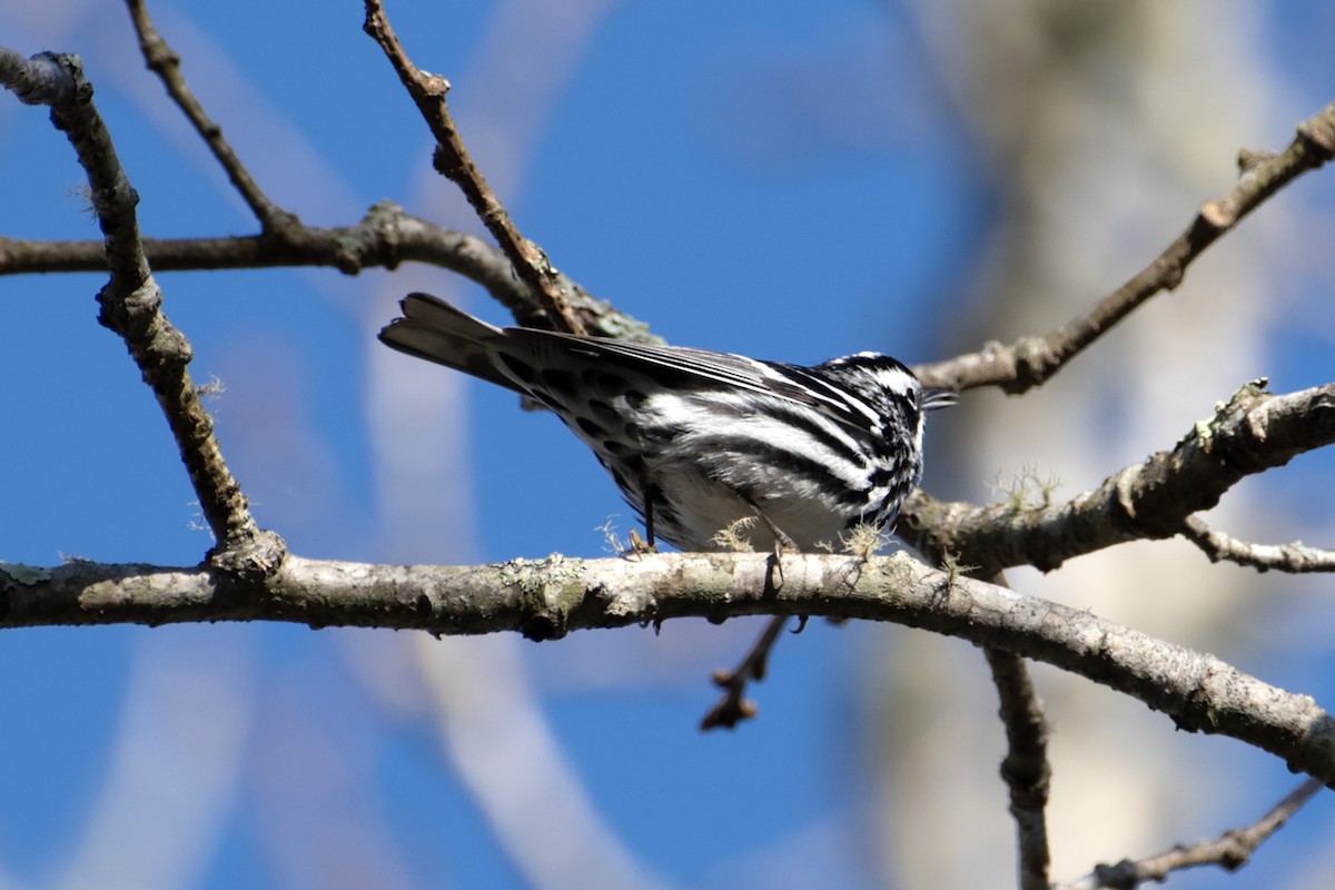 Black-and-white Warbler - ML618031728