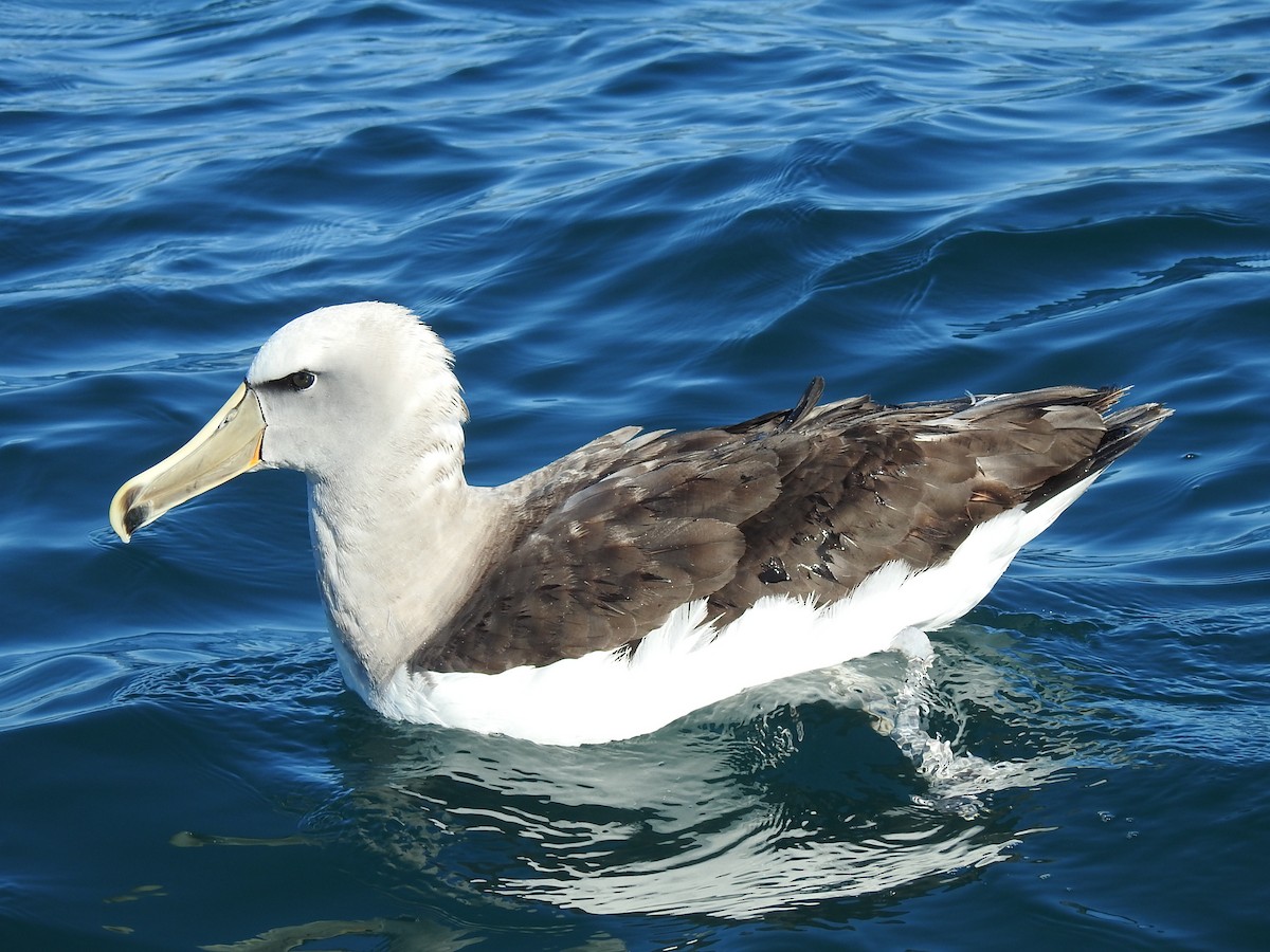 albatros snarský - ML618031752