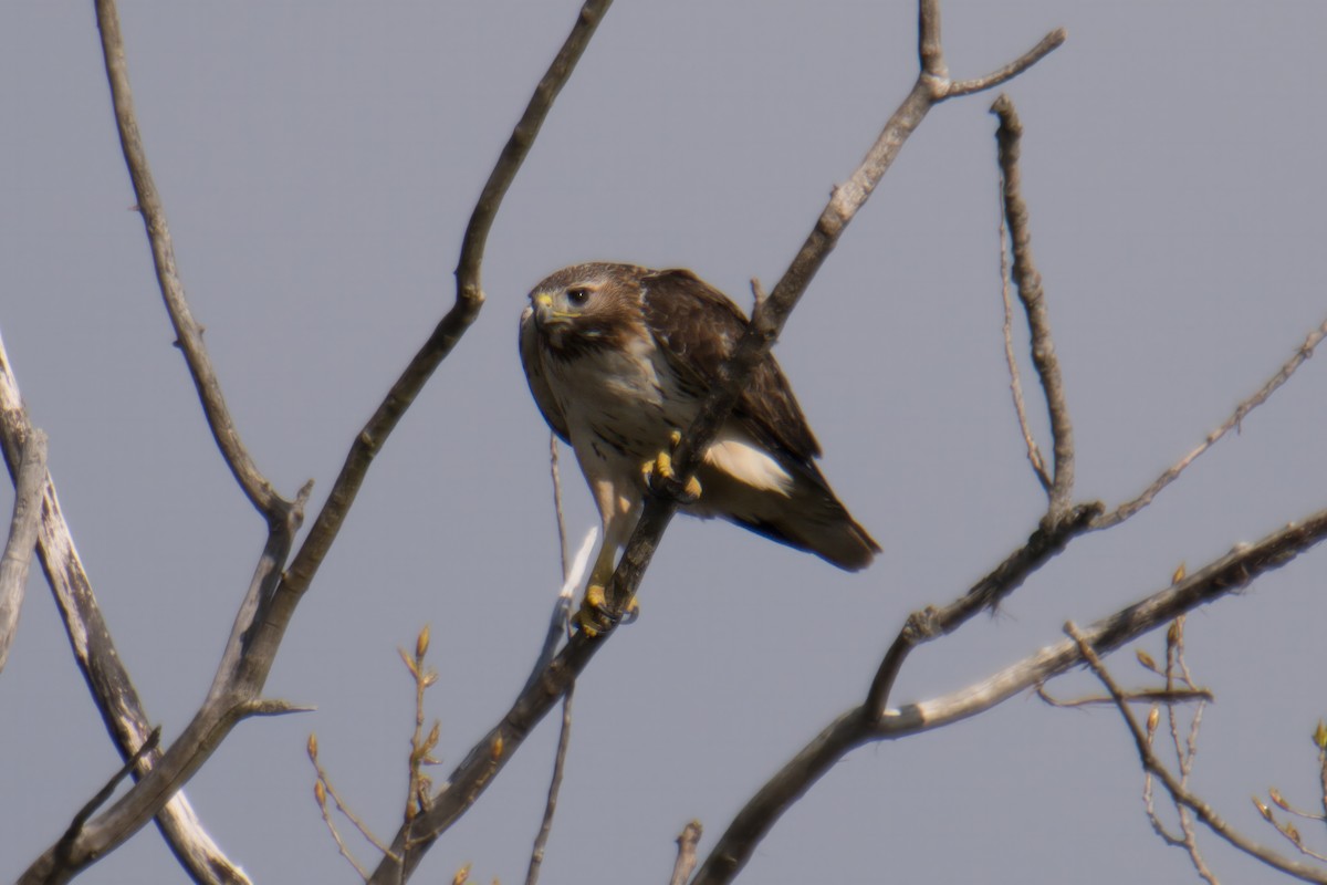 Red-tailed Hawk - ML618031785