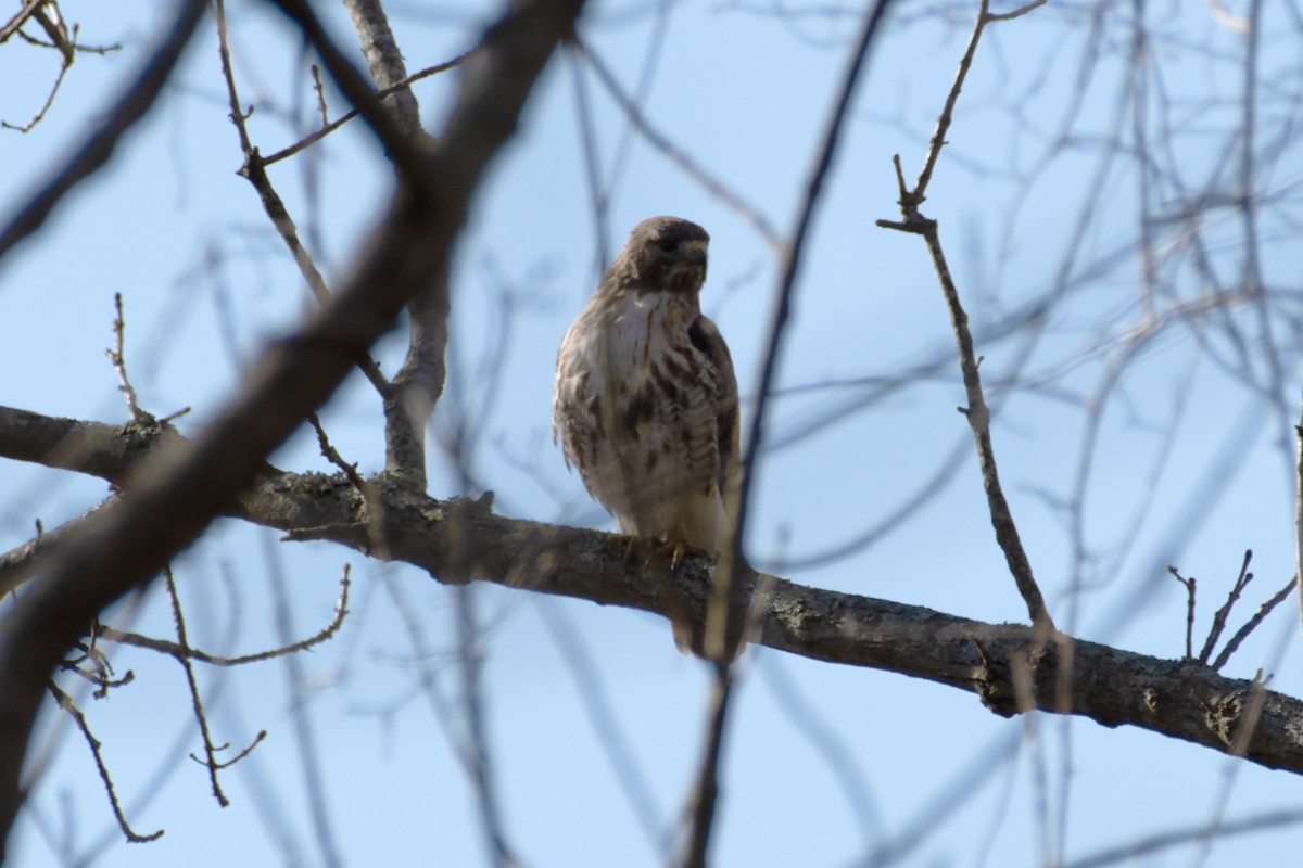 Red-tailed Hawk - ML618031799