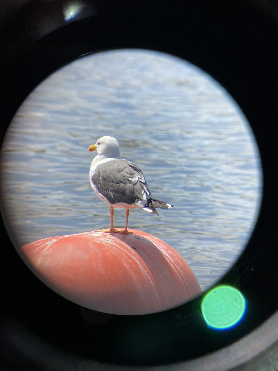 Yellow-footed Gull - ML618031811