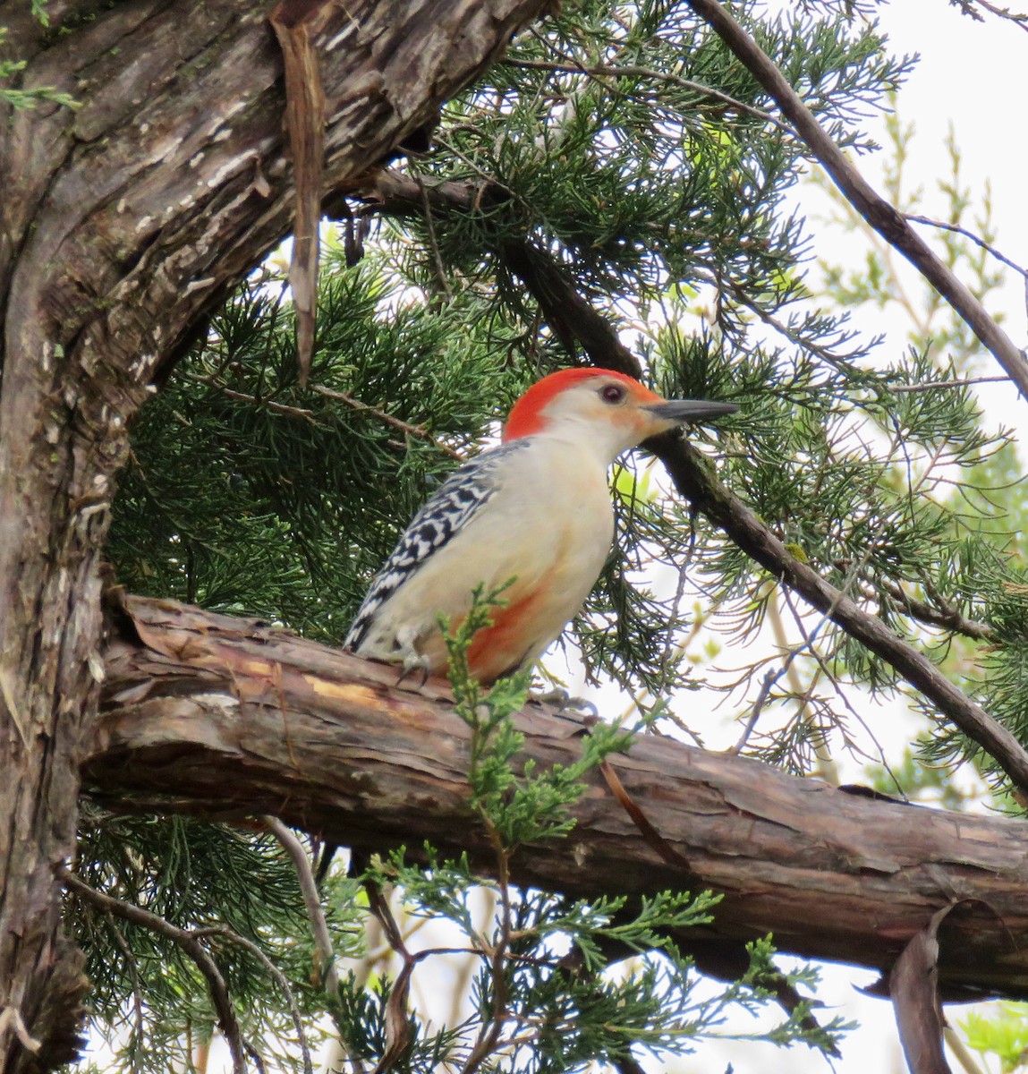 Red-bellied Woodpecker - Mark A. Brogie