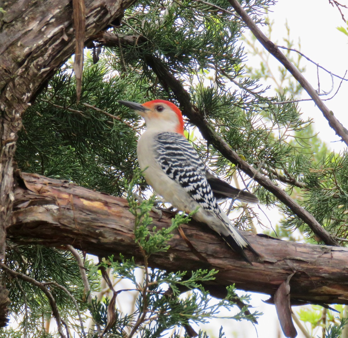 Red-bellied Woodpecker - Mark A. Brogie