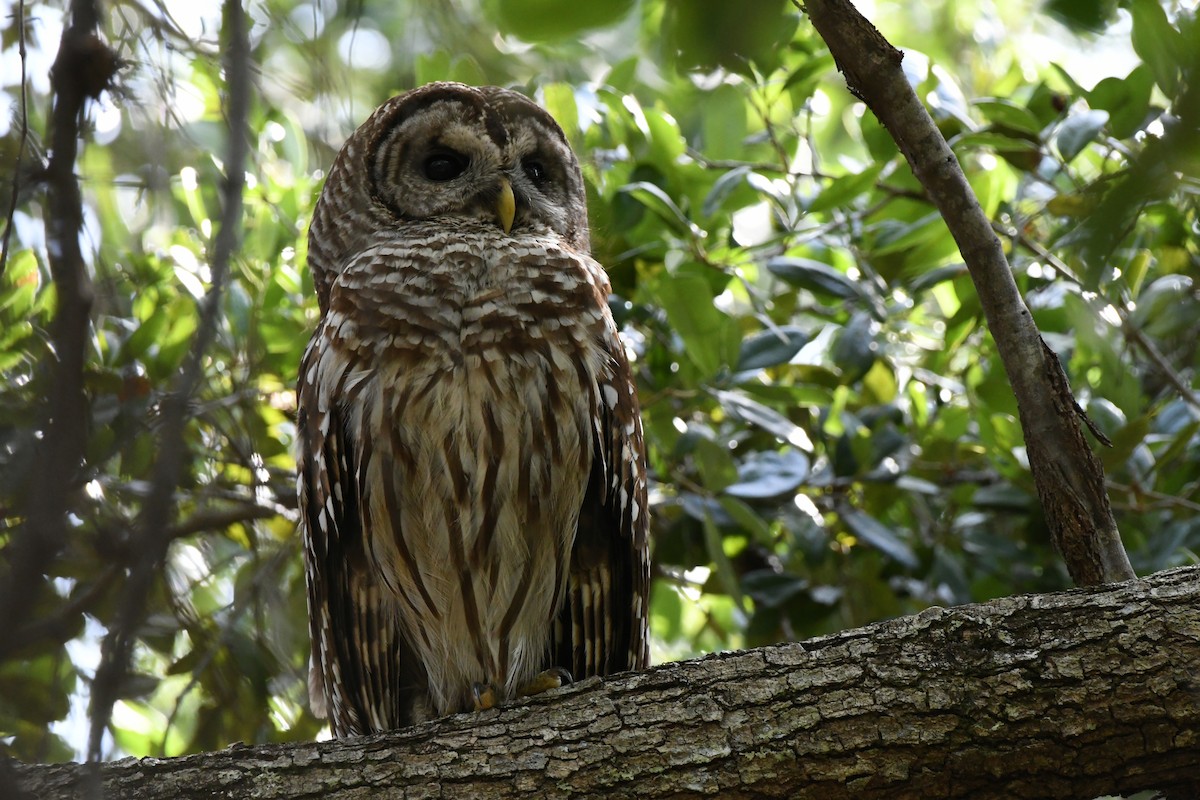 Barred Owl - Mary Dunning
