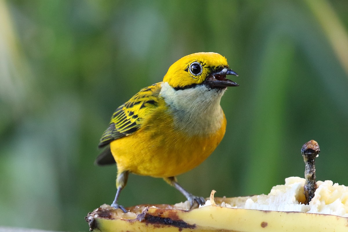Silver-throated Tanager - Brian Gibbons