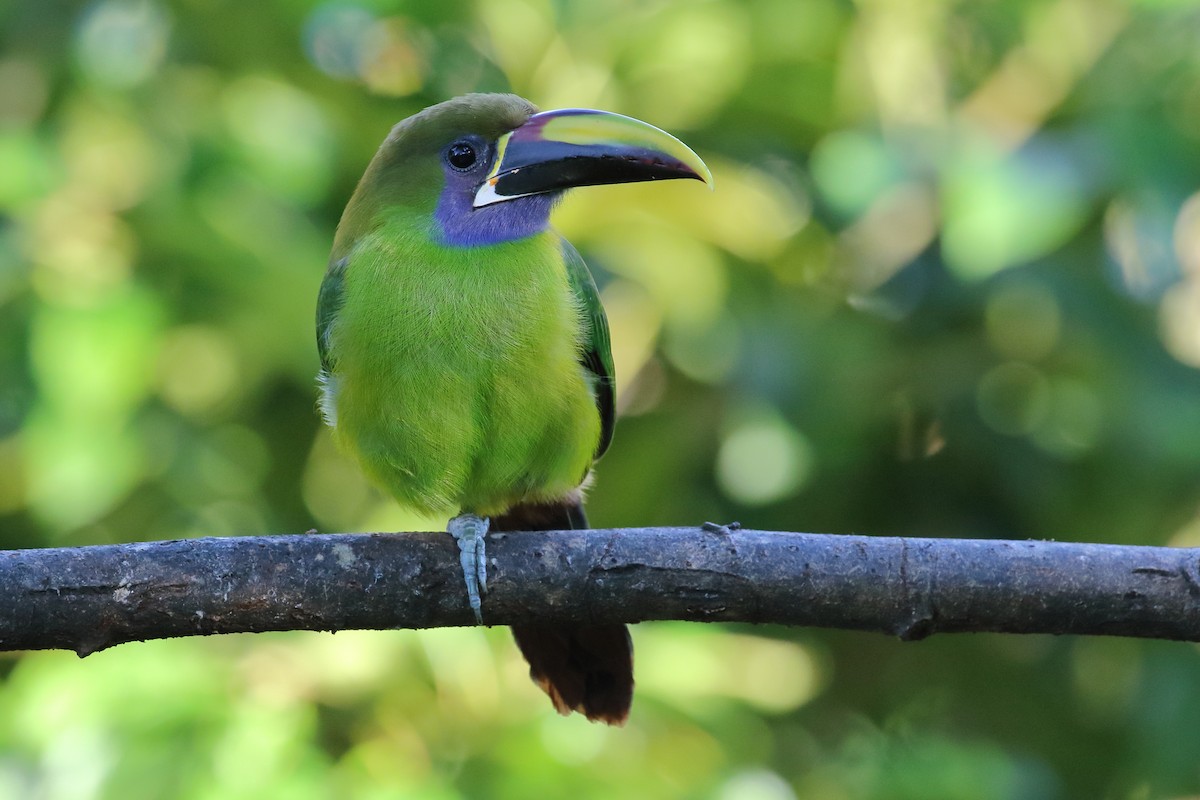 Northern Emerald-Toucanet - Brian Gibbons
