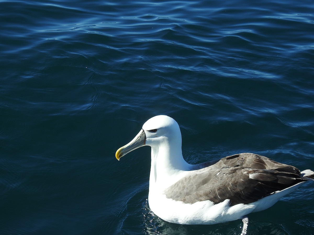 White-capped Albatross - ML618031862