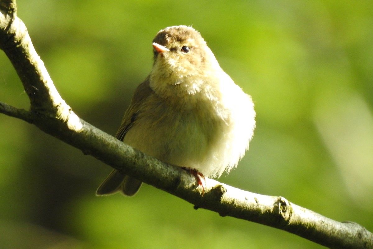 Common Chiffchaff - Peter Hines