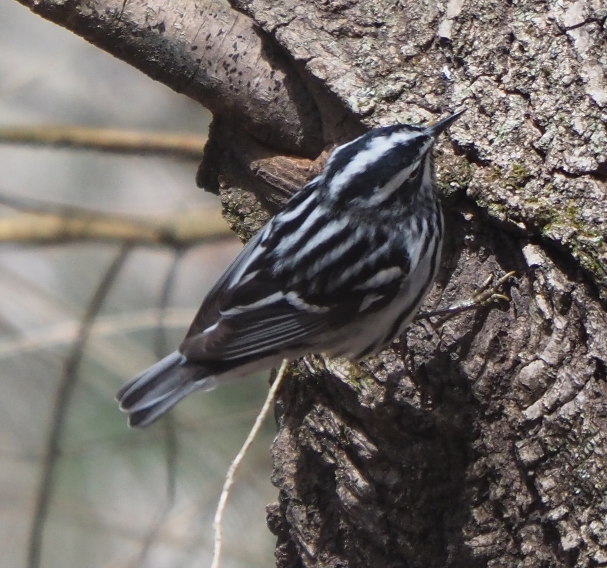 Black-and-white Warbler - ML618031911