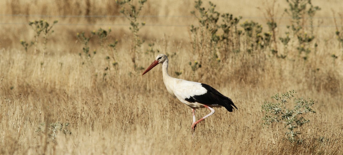 White Stork - ML618031922