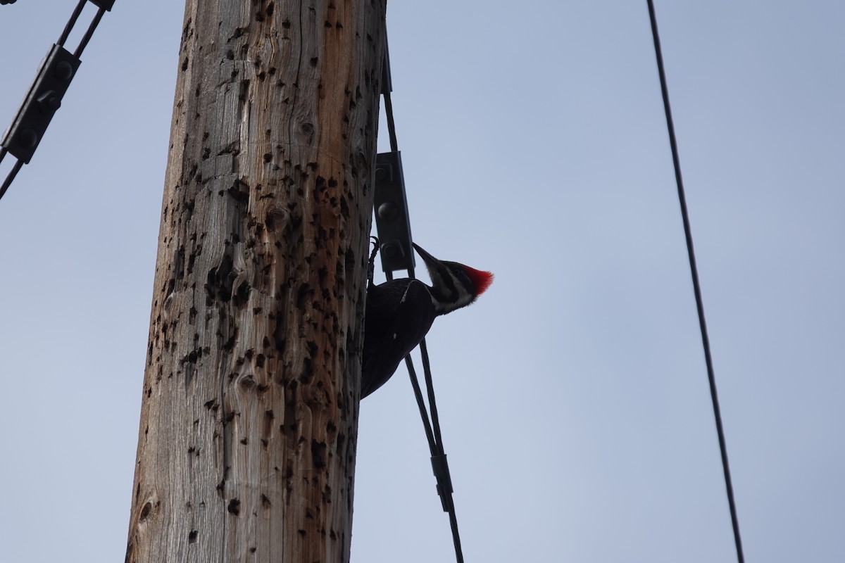 Pileated Woodpecker - ML618031924