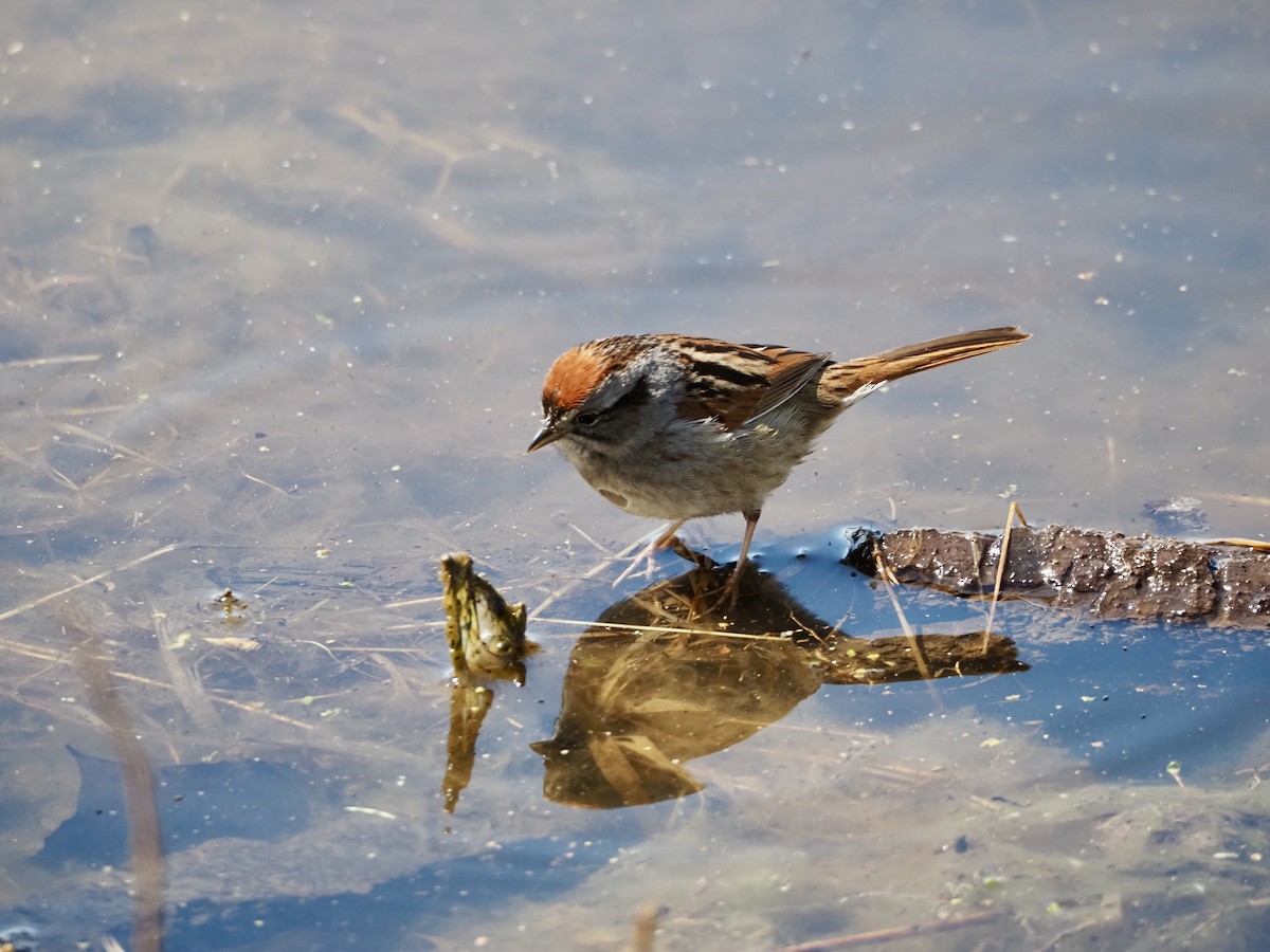 Swamp Sparrow - ML618031936