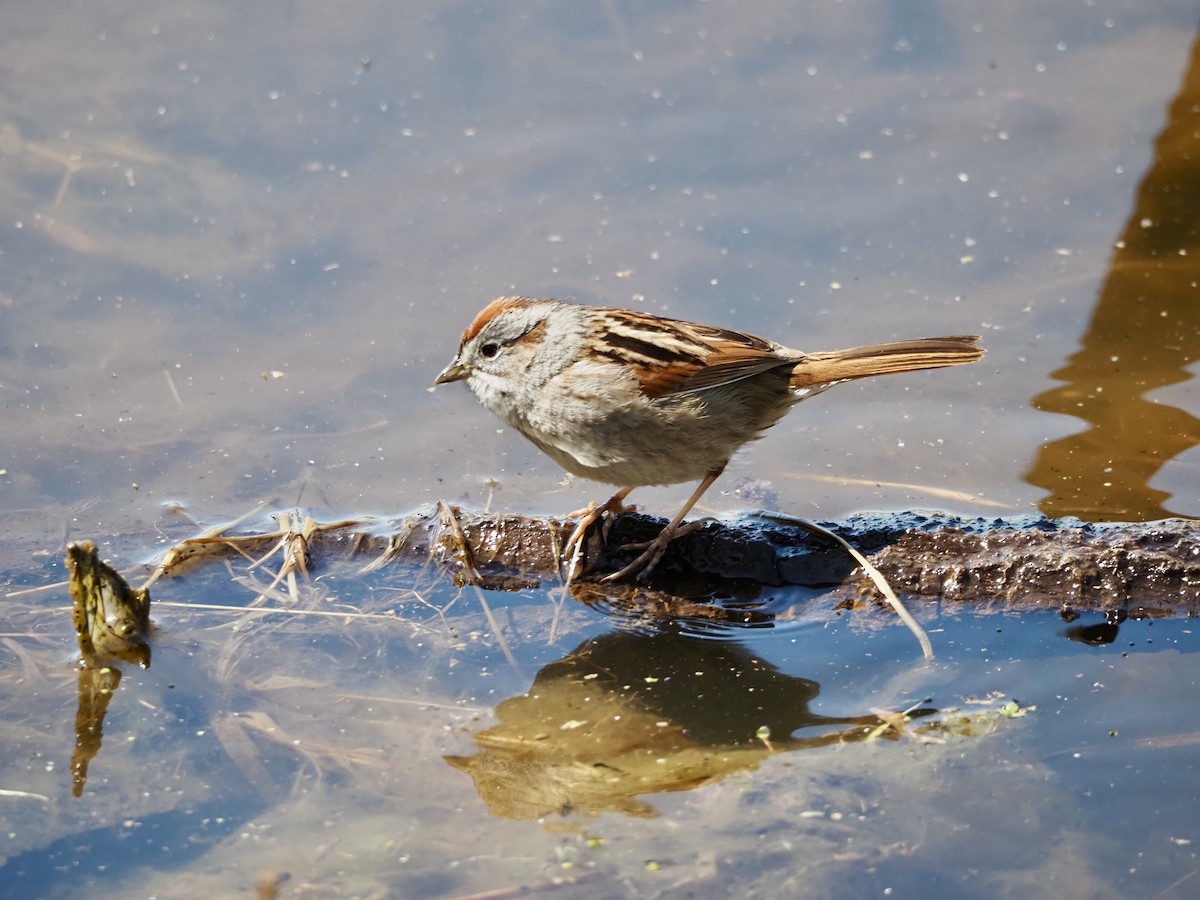 Swamp Sparrow - Thomas Boe