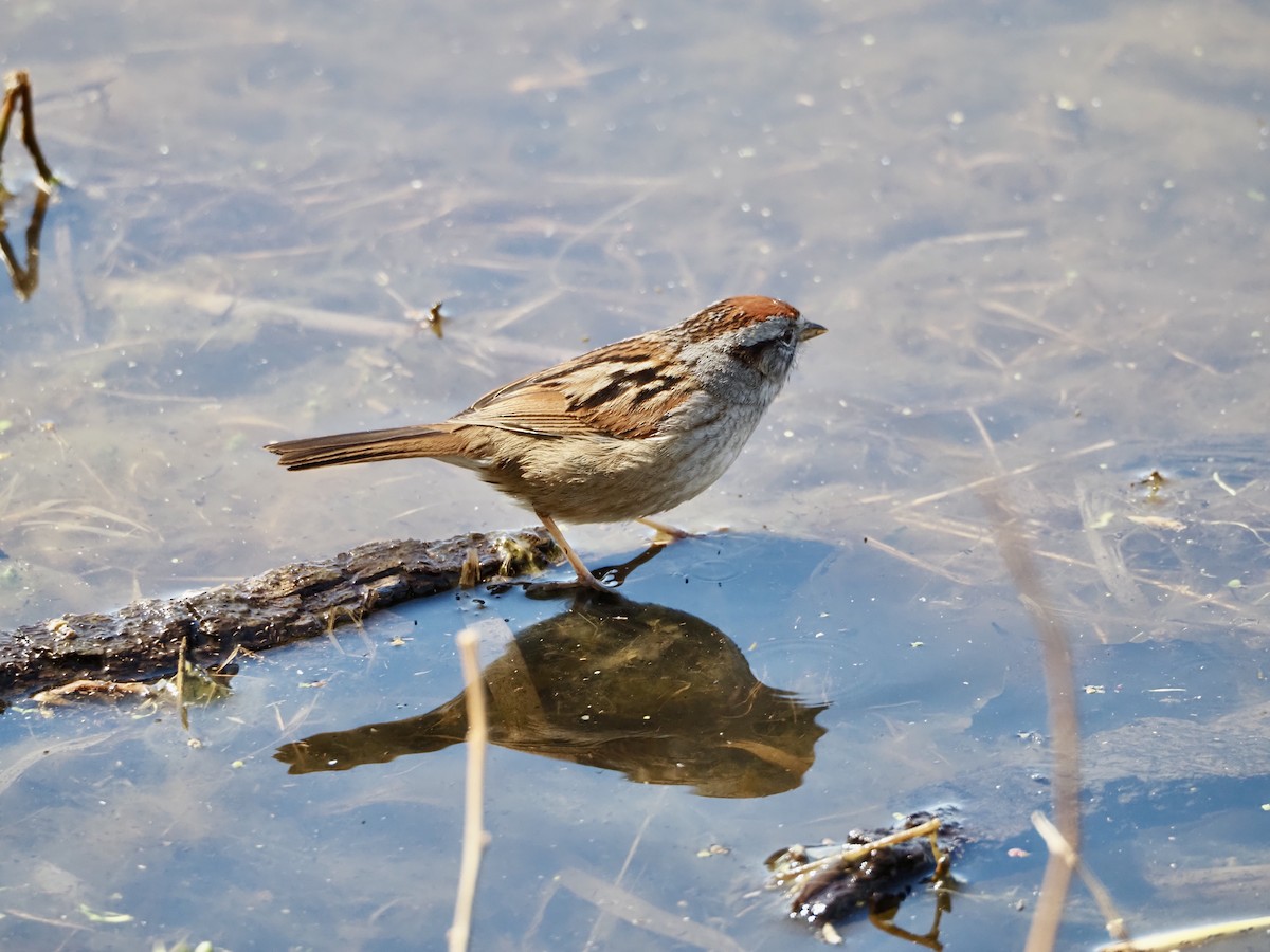 Swamp Sparrow - Thomas Boe