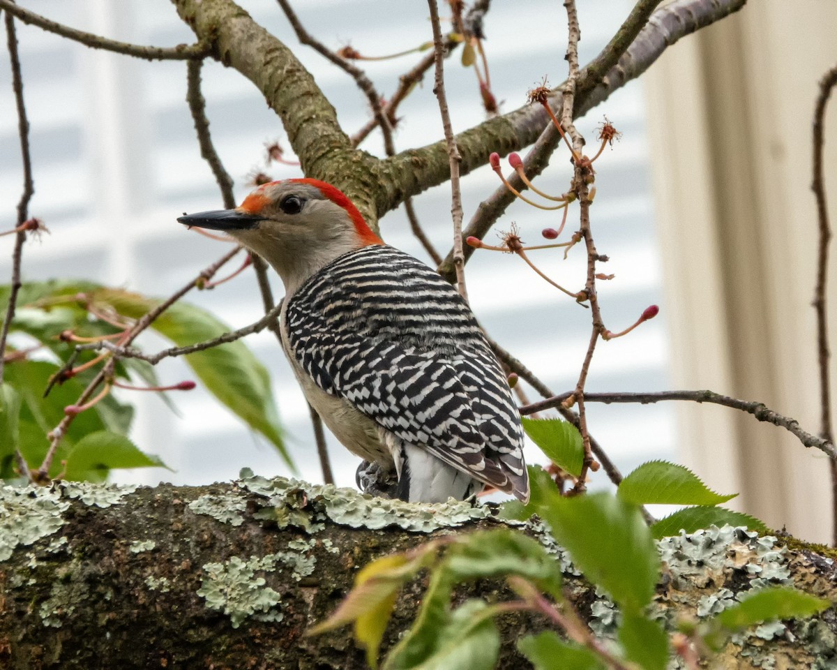 Red-bellied Woodpecker - maureen dwyer