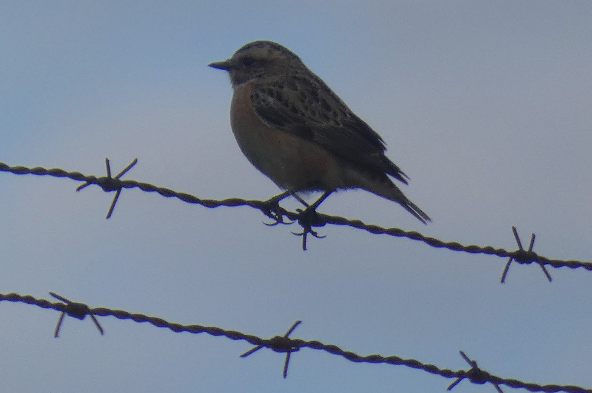 Whinchat - ML618031945