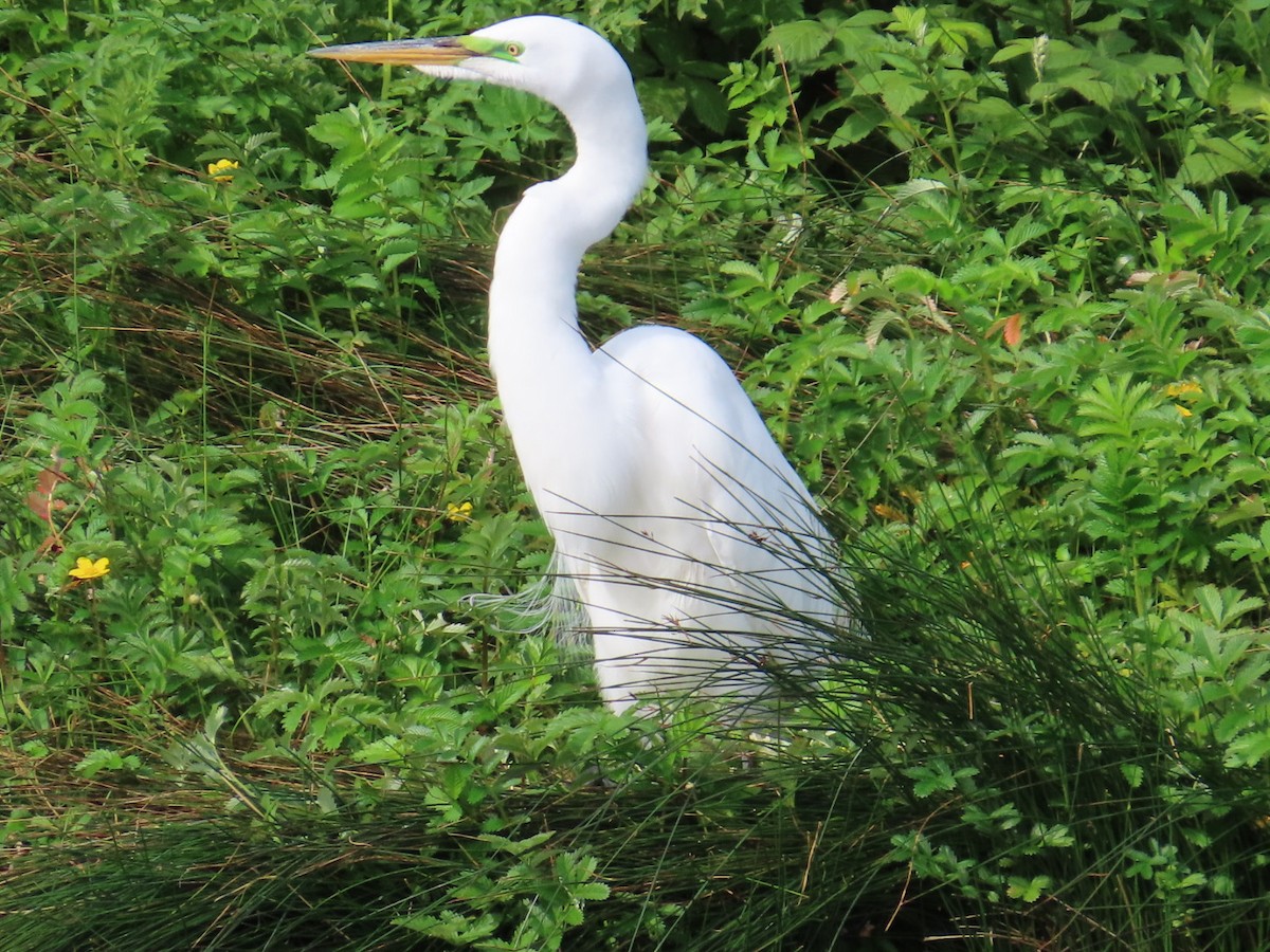 Great Egret - Ray Coil