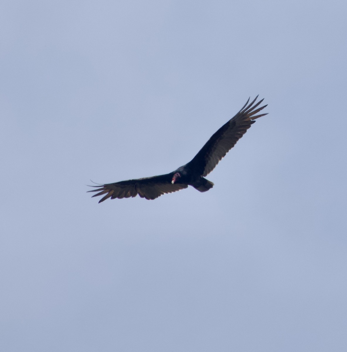Turkey Vulture - ML618032015