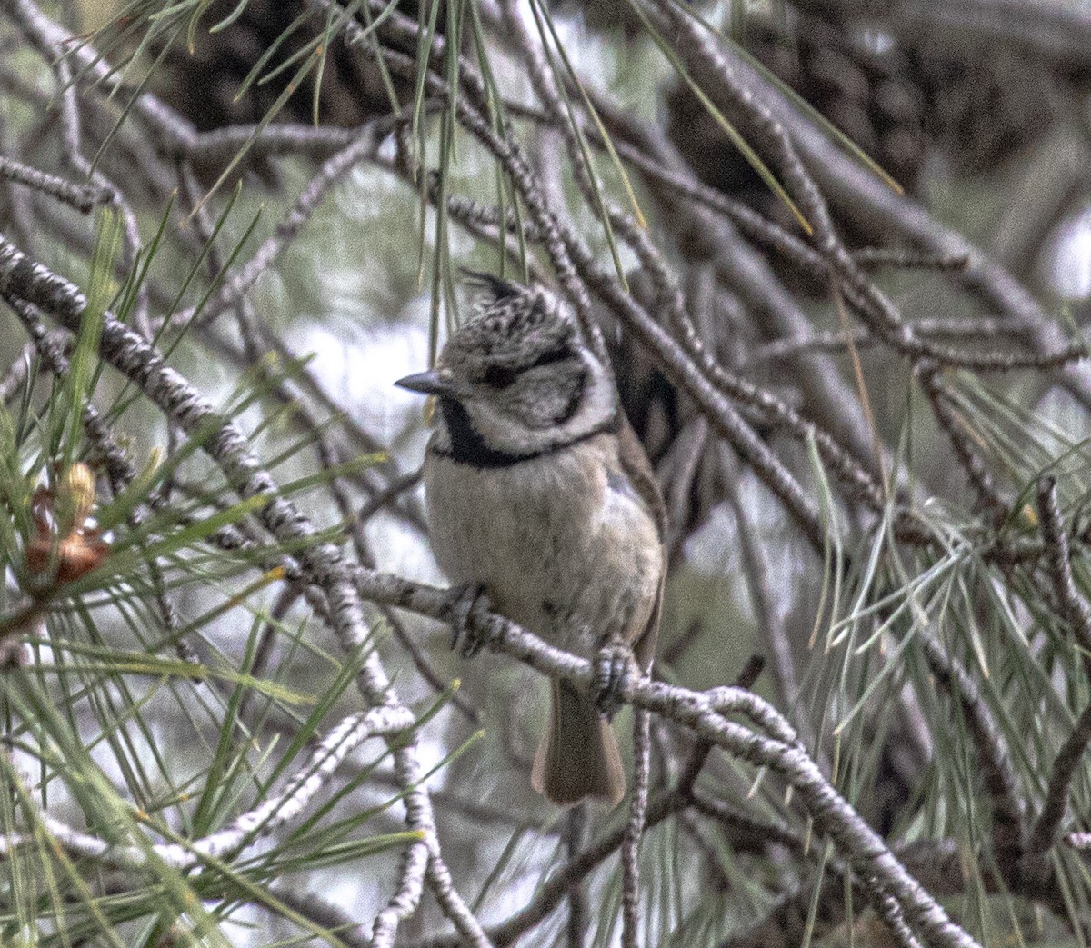 Crested Tit - ML618032021